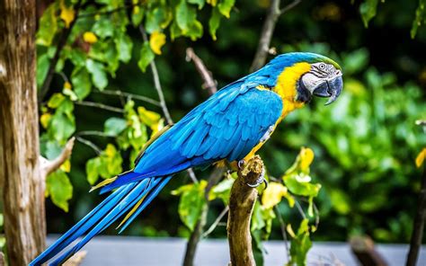 macaw, Parrot, Bird, Tropical, 37 Wallpapers HD / Desktop and Mobile ...