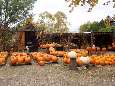 Canboro Rd pumpkin stand, Ridgeville Ontario. Pelham has all kinds of vegetable & fruit stands ...