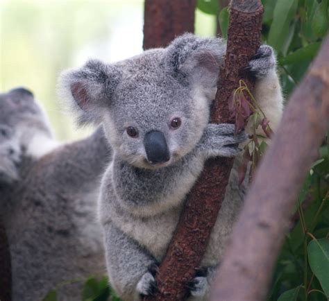 File:Cutest Koala.jpg - Wikimedia Commons