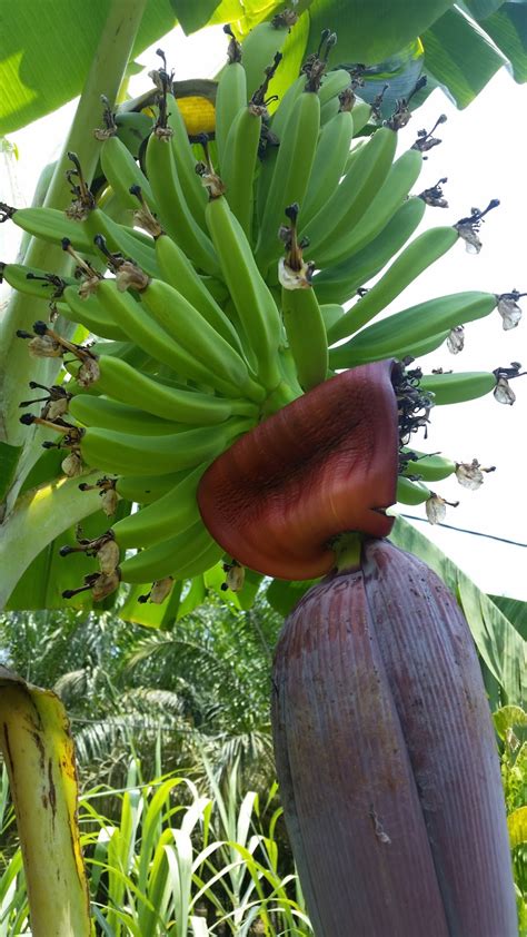 Warisan Petani: Tanaman Pisang 5 : Pokok Pisang Raja Talun.