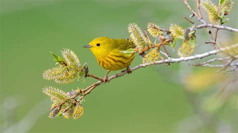 cute small yellow bird is sitting on edge of tree branch in blur green background hd animals ...