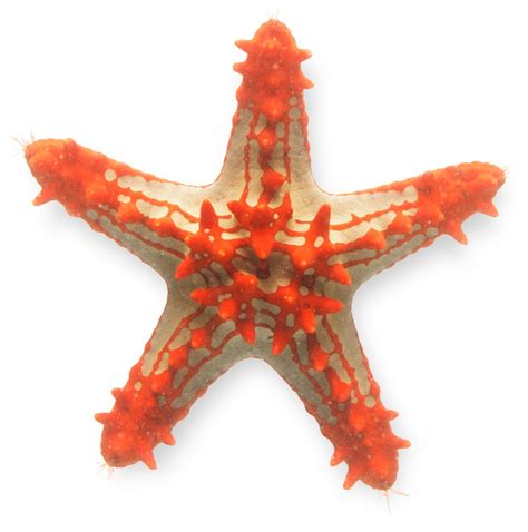 Starfish Facts For Kids | Starfish Arms | DK Find Out