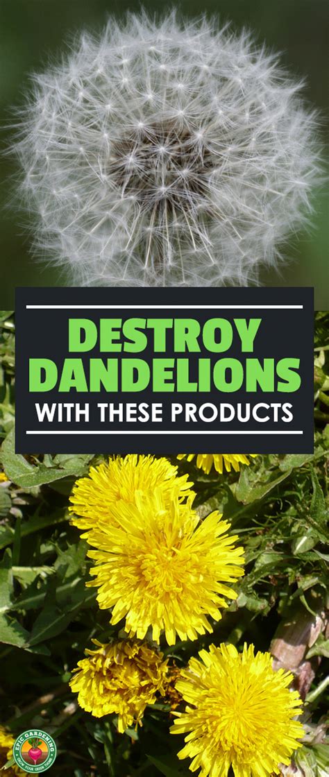 Best Dandelion Killer: Destroying Weeds Quickly And Painlessly