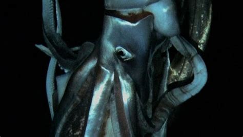 Why the giant squid eye? | Deep Sea News