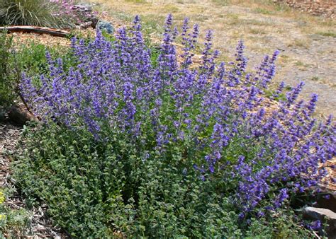 Nepeta 'Six Hills Giant' | Mostly Natives Nursery