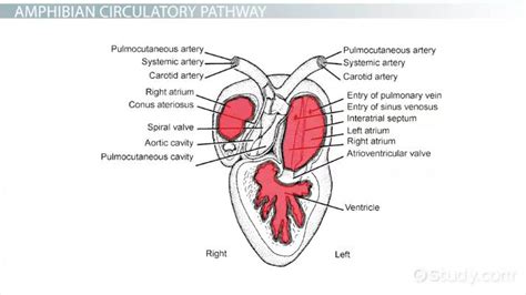 Frog Circulatory System Diagram