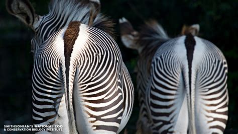 Free Zoom Backgrounds | Smithsonian's National Zoo