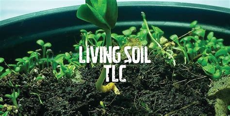 How To Build Living Organic Soil | Garden Culture Magazine