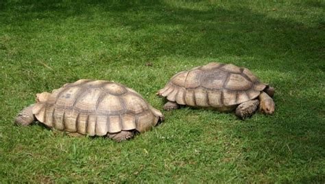 Sulcata Tortoise Growth Rate | Weight, Growth Chart, Price