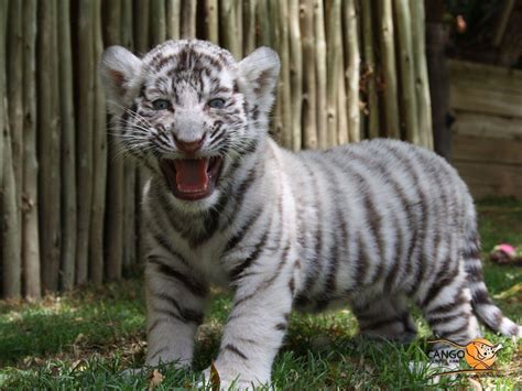 White Tiger Cub Wallpapers - Wallpaper Cave