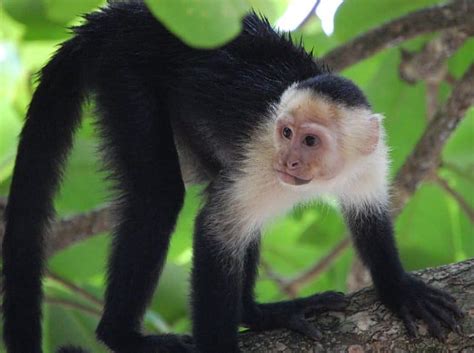 White-Faced Capuchin Pictures - AZ Animals