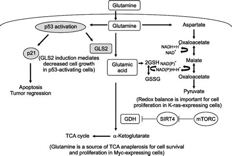 Schematic overview of glutamine metabolism, which is regulated by ...