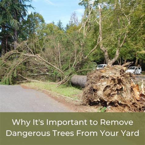 Why It Is Important to Remove Dangerous Trees From Your Yard - HubPages