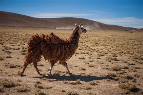 Uyuni salt flats tour: how-tos, tips and Salar photos · SandeepaChetan ...