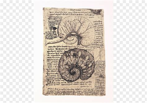 Da Vinci Drawing Of The Uterus A Pregnant Cow Human Anatomy Pavia ...