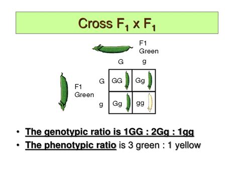 PPT - Genotypic and Phenotypic Ratios PowerPoint Presentation, free ...