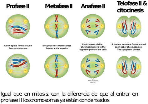 Arriba 100+ imagen meiosis primera y segunda division - Abzlocal.mx