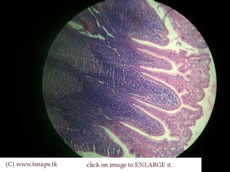 Histology Slides Database: ileum histology slides