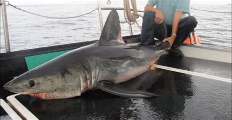 Biggest Porbeagle Shark Caught: What You Need to Know About This Rare ...