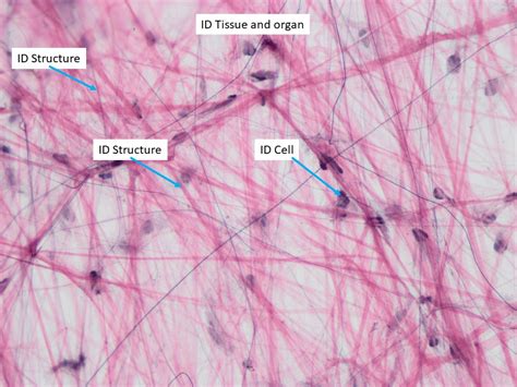 Areolar Connective Tissue