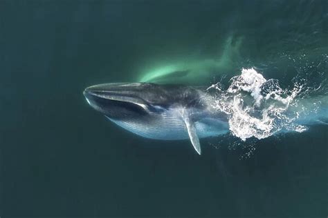 Aerial view of Fin whale (Balaenoptera physalus (Print #19224980)