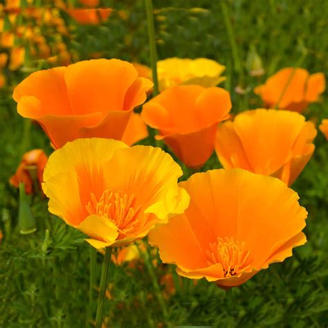 California Poppy Seeds | Poppy Seeds Bulk | Everwilde Farms