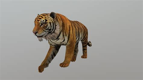 Tiger Animated - Buy Royalty Free 3D model by Bilal Creation Production (@bilalcreation ...