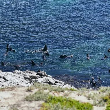 Rottnest Island | Discover Rottnest Bus Tour