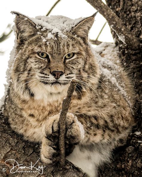 Bobcat in Snow | Etsy