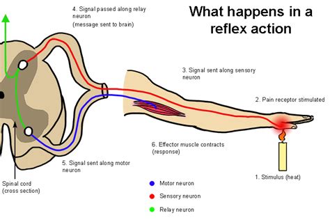 What is reflex arc? Sketch a figure showing the... | Class Ten Science