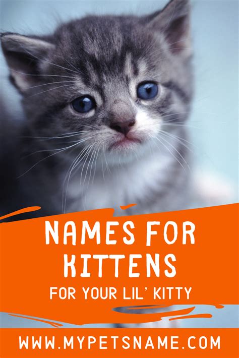 The Ultimate Guide To Cute Kitten Names For 2023