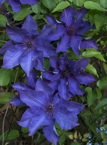 25 Blue Clematis Seeds – Seed World