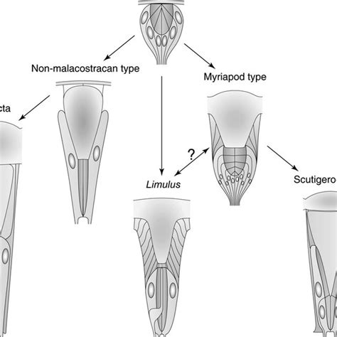 Evolution of arthropod ommatidia, suggested on the basis of functional ...