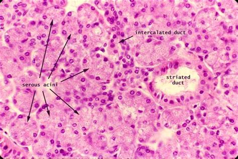 Parotid Histology