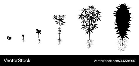 Cannabis growth stages marijuana cultivation Vector Image