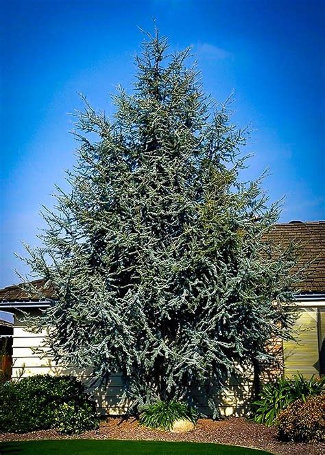 Blue Atlas Cedar For Sale Online | The Tree Center