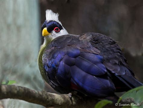 White-crested Turaco