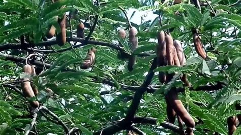 How To Grow Tamarind Plant: Growing Tamarind | Gardenoid