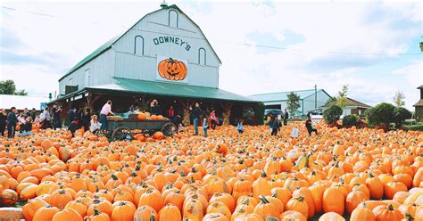 Find the perfect pumpkin patch and farm near Toronto