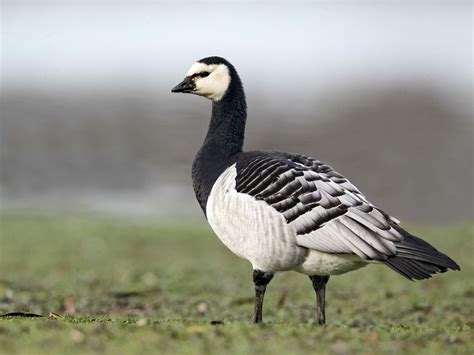 Barnacle Goose Bird Facts (Branta leucopsis) | Bird Fact