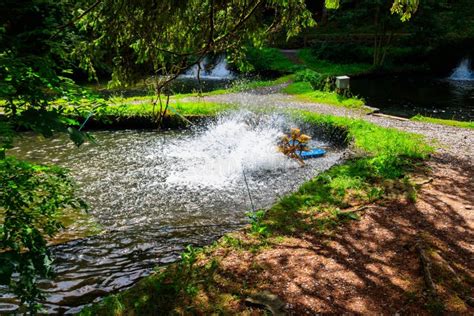 Artificial Pond with Fish on Trout Farm Stock Photo - Image of pond ...