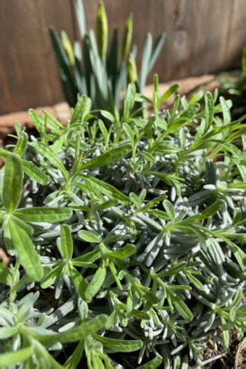 How To Prune Lavender In Spring & Fall - Big Blooms & Fewer Woody Stems