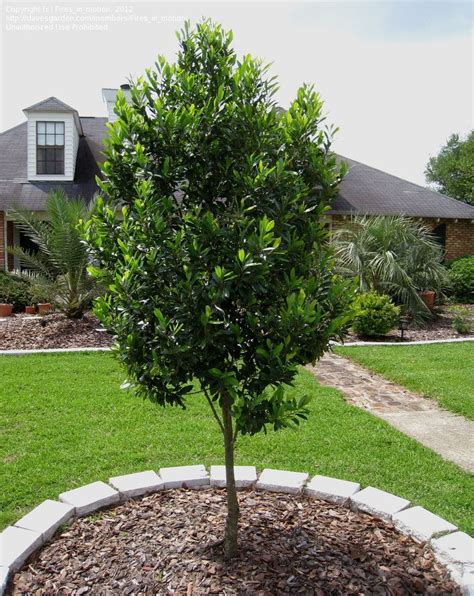 Photo of Carolina Cherry Laurel 'Compacta' (Prunus caroliniana ...