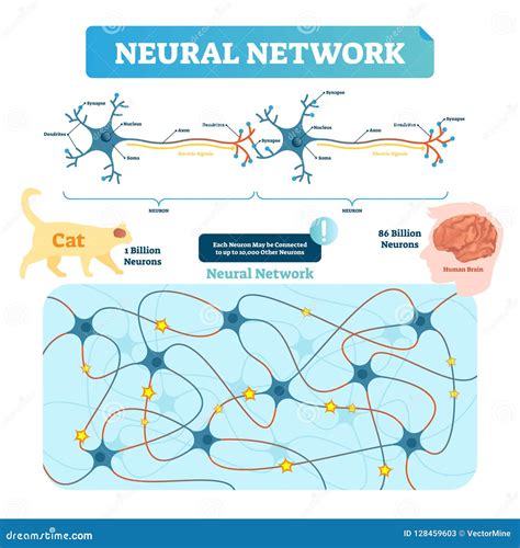 Neural Network Vector Illustration. Neuron Structure and Net Diagram Stock Vector - Illustration ...