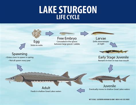 Lake Sturgeon | Michigan Sea Grant