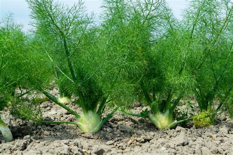 Fennel Companion Planting Chart: The Ultimate Guide To Growing Healthy ...