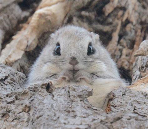 The Baby Japanese Dwarf Flying Squirrel Is Definitely The Cutest Animal On Earth