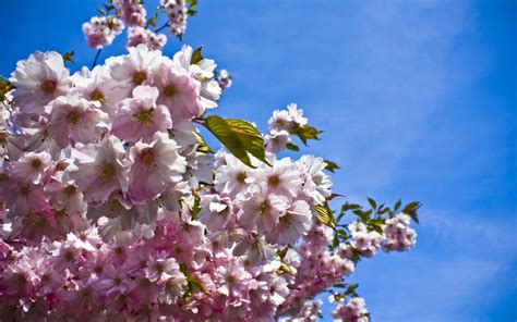 Wallpaper : leaves, sky, branch, cherry blossom, spring, tree, flower, mood, flora, branches ...