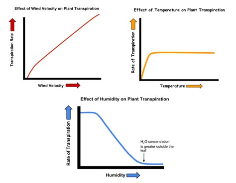 Transpiration and the factors affecting it — lesson. Science State Board, Class 10.