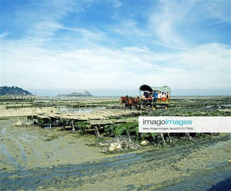 Oyster farming of Pacific oysters Crassostrea gigas in the intertidal zone of the Atlantic Ocean